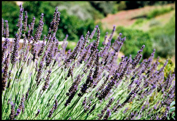 Les lavandes de Provence