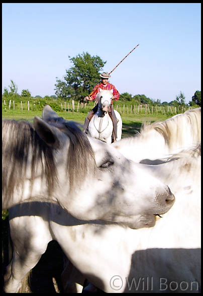 traditions camarguaise