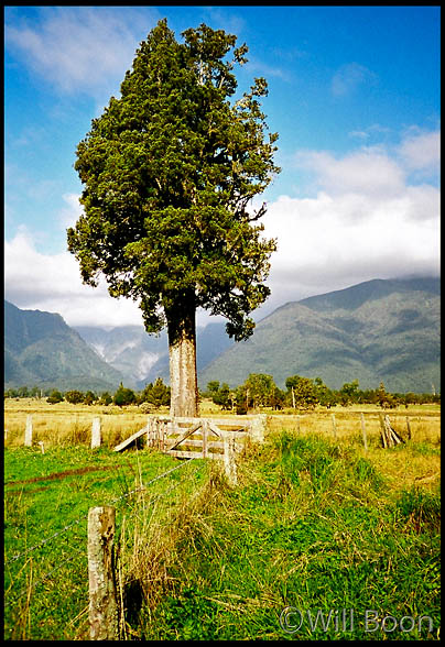 The lush green landscape
 of the South Island