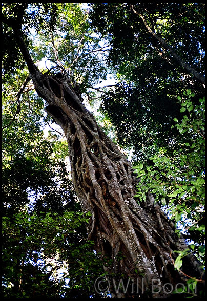 Trailing fig tree Fraser Island Queensland Australia